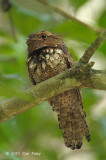 Frogmouth, Blyths (male)