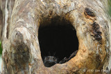 Owlet-nightjar, Barred @ Virirata National Park