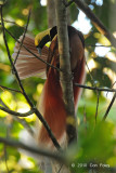 Bird-of-paradise, Raggiana @ Virirata National Park
