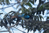 Bird-of-paradise, Blue (male) @ Anji