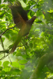 Dove, Brown Cuckoo @ Virirata National Park
