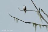 Kite, Brahminy  @ Virirata National Park