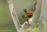 Lorikeet, Rainbow @ Virirata National Park