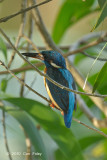 Kingfisher, Common (female) @ Pacific Adventist Universary