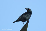 Starling, Singing @ Pacific Adventist Universary