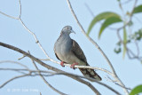 Dove, Bar-shouldered @ Pacific Adventist Universary