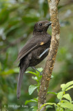 Bowerbird, Archbolds @ Kumul Lodge