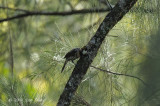 Honeyeater, Ornate @ Kama