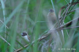 Mannikin, Hooded @ Kumul Lodge
