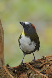 Whistler, Rufous-naped @ Kumul Lodge