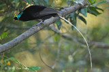 Astrapia, Ribbon-tailed (male) @ Kumul Lodge