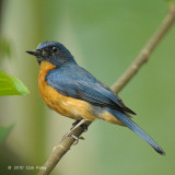 Flycatcher, Mangrove Blue (male) @ Pulau Ubin