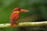 Kingfisher, Oriental Dwarf @ Hulu Langat