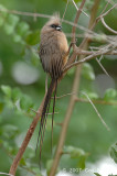 Mousebird, Speckled