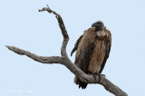Vulture, White-backed