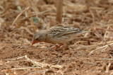 Quelea, Red-billed (non-breeding male)