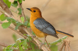 Robin-Chat, Red-capped