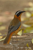 Robin-Chat, White-browed