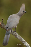 Go-away-bird, Grey