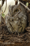 Owl, African Scops-