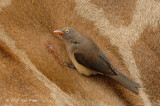 Oxpecker, Red-billed