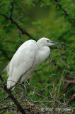 Egret, Great (breeding)