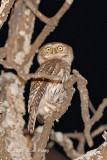 Owlet, Pearl-spotted