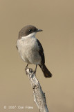 Flycatcher, Fiscal (female)