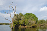 Village Weaver Nests at Lake Panic