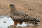 Kite, Yellow-billed