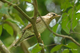 Thrush, Siberian (female) @ Bukit Timah