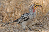 Hornbill, Southern Yellow-billed (female)
