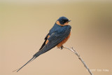 Swallow Red-breasted
