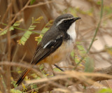 Robin, White-throated