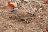 Sparrow, Southern Grey-headed