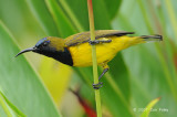 Sunbird, Olive-backed (male) @ Botanic Gardens