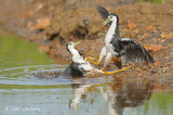 Waterhen, White-breasted @ Sungei Balang