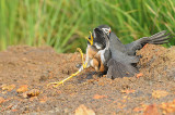 Waterhen, White-breasted @ Sungei Balang