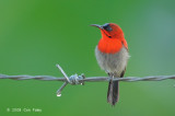 Sunbird, Crimson (male) @ Sepilok