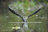 Darter, Oriental @ Menanggol River