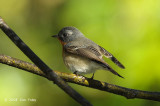 Flycatcher, Mugimaki (male) @ Mesilau