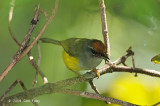 Tailorbird, Mountain @ Mesilau