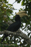 Hornbill, Black (male)