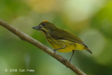Flowerpecker, Yellow-breasted