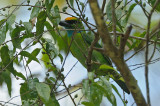 Barbet, Yellow-crowned