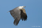 Eagle, White-bellied Sea @ Sungei Tenegan Besar