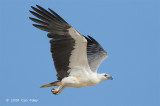 Eagle, White-bellied Sea