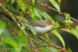 Yuhina, Chestnut-crested @ Mt. Kinabalu