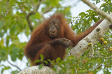 Bornean Orangutan (juvenile female) @ Kinabatangan River