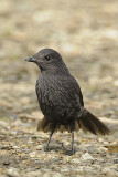 Thrush, Bornean Whistling (male) @ Mesilau